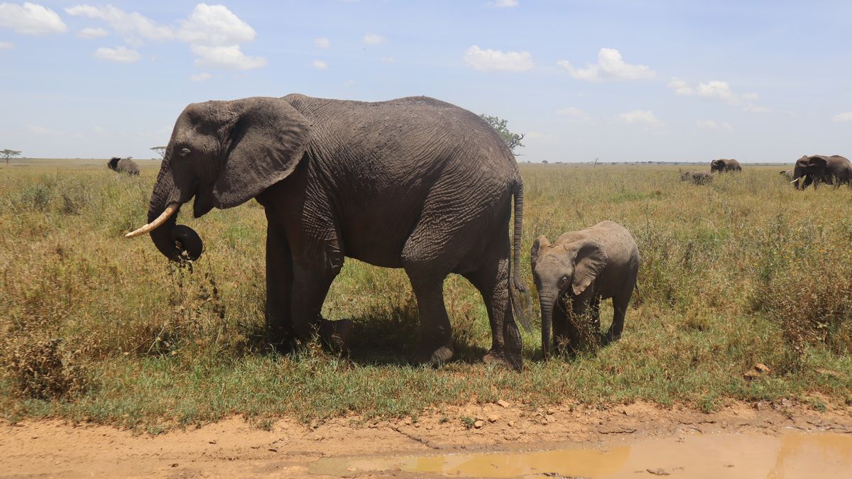 „Není to vtip.“ Botswanský prezident hrozí, že Němcům pošle 20 000 slonů